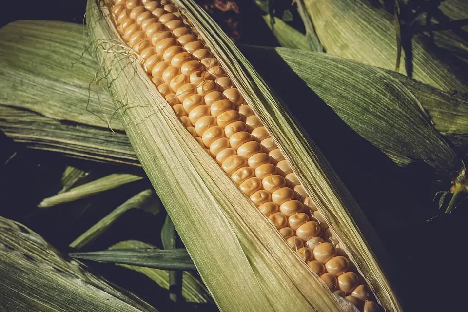 Several ears of fresh sweet corn with their green husks partly pulled back